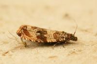 Celypha cespitana