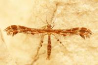 Oxyptilus