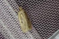 Agonopterix