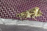 Celypha lacunana