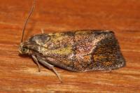 Ptycholoma lecheana