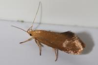 Crassa tinctella