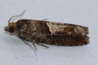Epinotia immundana