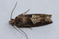 Epinotia immundana
