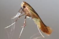 Caloptilia robustella