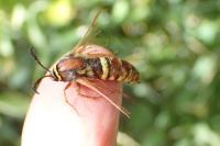 Sesia bembeciformis