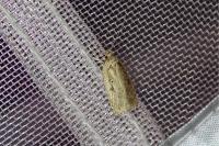 Agonopterix