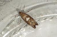 Acrolepiopsis assectella