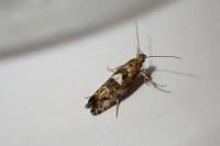 Acrolepiopsis assectella