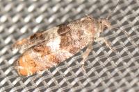 Epinotia rubiginosana