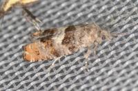 Epinotia rubiginosana