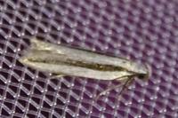 Mirificarma interrupta