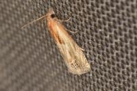 Eucosma gr. cana