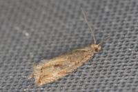 Bactra lancealana