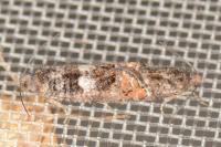 Epinotia rubiginosana