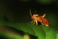 Apoda limacodes