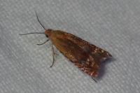 Lathronympha strigana