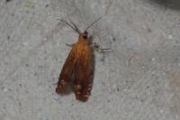 Lathronympha strigana