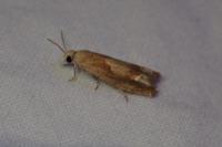 Eucosma conterminana