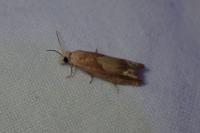 Eucosma conterminana