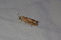 Eucosma conterminana