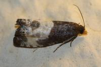 Notocelia cynosbatella