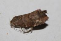 Choreutis nemorana