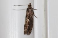Epinotia immundana