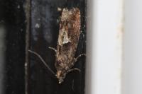 Epinotia immundana