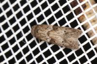 Blastobasis glandulella