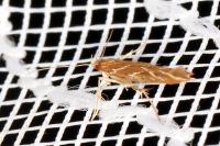 Pyroderces argyrogrammos