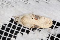Agonopterix alstroemeriana