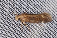 Aroga velocella