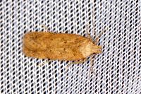 Bryotropha