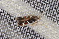 Oxypteryx wilkella