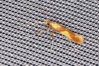 Caloptilia alchimiella/robustella