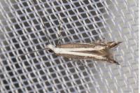 Micrurapteryx kollariella