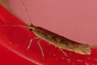 Plutella xylostella