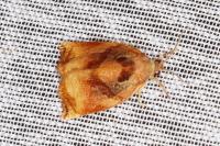 Archips podana