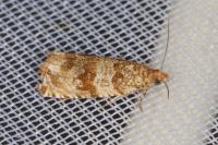 Celypha cespitana