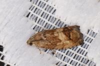 Cydia splendana