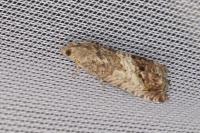 Cydia splendana