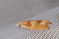Eucosma conterminana