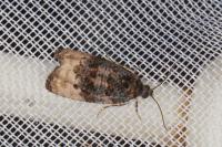 Metendothenia atropunctana