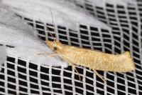 Ypsolopha alpella