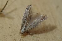 Parornix devoniella