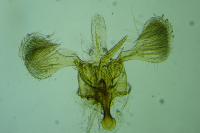 Parornix devoniella