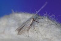 Coleophora tamesis