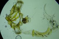 Coleophora tamesis