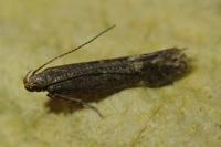 Monochroa rumicetella